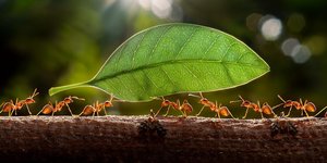 Μυρμήγκια μεταφέρουν ένα φύλλο