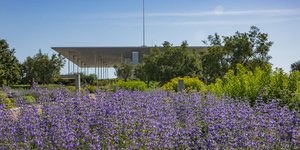 μοβ λουλουδια ΚΠΙΣΝ