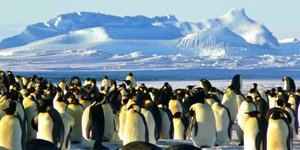 Πιγκουίνοι στα νησιά Χερντ, όπου επέβαλε δασμούς ο Ντόναλντ Τραμπ