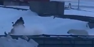 πολική αρκούδα