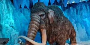 Αντίγραφο ενός μαμούθ με μακριούς χαυλιόδοντες σε ένα μουσείο