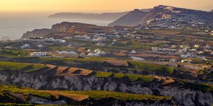 Τα αμπέλια της Σαντορίνης 