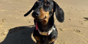 Η Βάλερι, το μικρό ντάτσχουντ που έσπασε κάθε ρεκόρ... κυνικής επιβίωσης / FACEBOOK