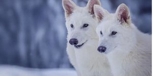 Ο Ρωμύλος και ο Ρώμος / Φωτ: Colossal Biosciences