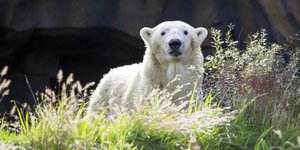 Η αλλεργική αρσενική πολική αρκούδα με το όνομα Siku / LINCOLN ZOO