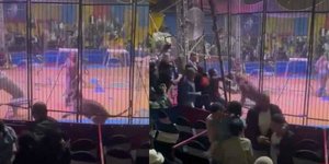 Η στιγμή της επίθεσης του τίγρη σε εργαζόμενο σε τσίρκο στην Αίγυπτο