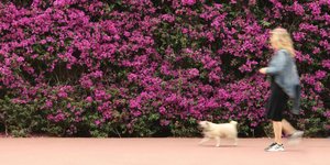 βουκαμβίλια