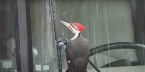 Τρυποκάρυδος