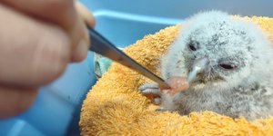 O μικρός Χουχουριστής 