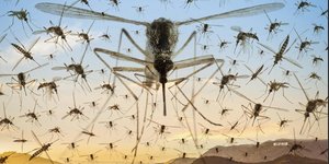 Πώς θα ήταν ένας κόσμος χωρίς κουνούπια; / SHUTTERSTOCK