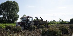 Αγρότες στη Νέα Βύσσα Έβρου μαζεύουν σκόρδα