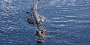 Αλιγάτορας