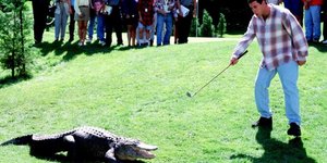 Αλιγάτορας