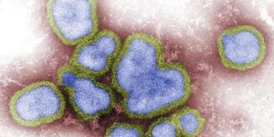 O ιός της γρίπης των πτηνών 