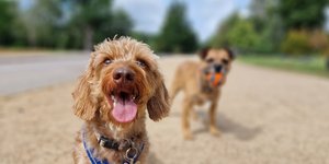 σκυλια παιζουν 