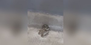 Το φίδι που ήταν μέσα σε κουρείο στη Μενεμένη Θεσσαλονίκης