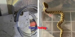 H οχιά που βρέθηκε μέσα στον τηλεφωνικό θάλαμο