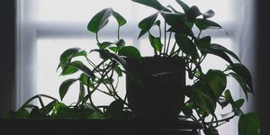 Φυτό/Φωτογραφία Unsplash