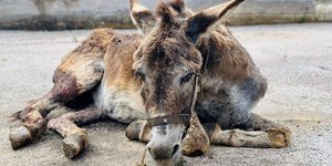 Εγκατέλειψαν γαϊδουράκι στον περιφερειακό δρόμο Νέας Κίου - Άργους