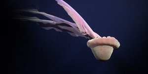 Τι ανακάλυψαν επιστήμονες στην Αναταρκτική