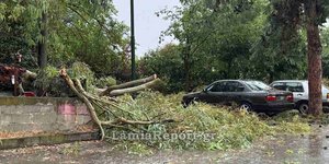 Πεσμένα δέντρα στη Λαμία μετά το ισχυρό μπουρίνι