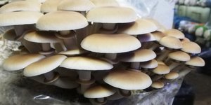 Καλλιέργεια μανιταριών στη Δράμα