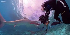 Καρχαρίας επιτέθηκε σε δύτρια