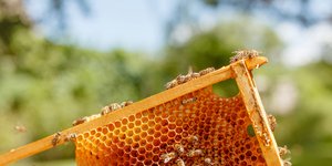 «SAVE THE BEE - The Parnitha Bee Project»