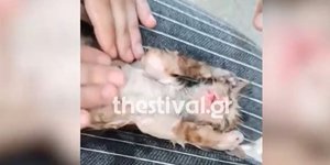 Νοσηλεύτρια έκανε ΚΑΡΠΑ σε γατάκι και το επανέφερε στη ζωή 