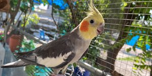 Παπαγάλος cockatiel σε μπαλκόνι