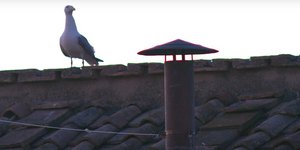 Viral ο γλάρος στην καμινάδα της Καπέλα Σιξτίνα -Χιλιάδες άνθρωποι τον κοιτούσαν όσο περίμεναν για τον καπνό