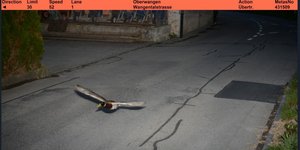 Ελβετία: Μια πάπια «συνελήφθη» να πετάει με υπερβολική ταχύτητα, 52 χλμ./ώρα με όριο τα 30 -Ήταν και υπότροπη!