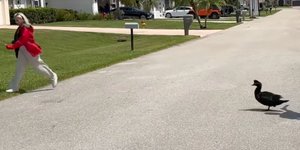 Πάπια έσπειρε τον τρόμο σε γειτονιά στη Φλόριντα