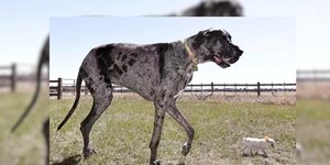 Ο ψηλότερος και ο πιο κοντός σκύλος του κόσμου