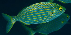 Το ψάρι σάλπα