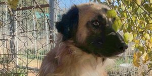 Μαθητές υιοθέτησαν τον Φοίνικα, έναν κακοποιημένο σκύλο