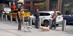 Σκύλος-ρομπότ ετοιμάζεται να επιτεθεί σε κανονικό σκύλο 