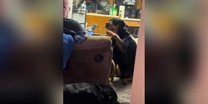 Ένας αξιολάτρευτος σκύλος κάθε βράδυ στις 20:45 ακριβώς ζητά μονάχα ένα πράγμα [βίντεο]