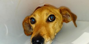 Ο σκύλος που πυροβόλησαν στο Ηράκλειο