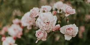 Τριαντάφυλλα/Φωτογραφία Unsplash