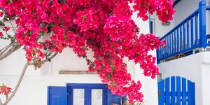 Πώς να φροντίσετε σωστά τη βουκαμβίλια