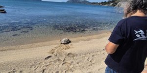 Η απελευθέρωση της χελώνας στο νερό
