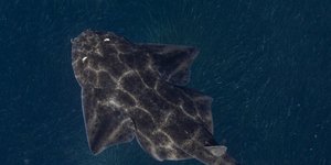 Αγγελοκαρχαρίας 