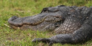 Αλιγάτορας στη Φλόριντα 