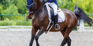 Άλογο ιππασίας