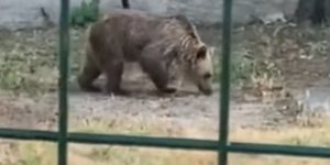 Αρκούδα σε αυλή σπιτιού στην Εορδαία -Δείτε βίντεο