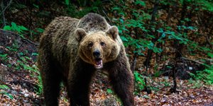 Αρκούδα σε δάσος