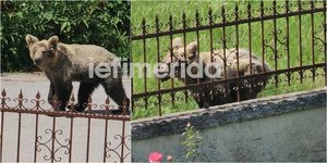 Η νεαρή αρκούδα που κόβει βόλτες σε αυλή σπιτιού στην Καστοριά