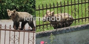 Bear Roams Greek Village
