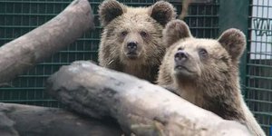 Aρκουδάκια Μ.βρετανία